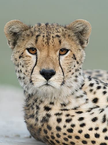 Cheetah, Serengeti National Park, Tanzania, Africa Animals Print